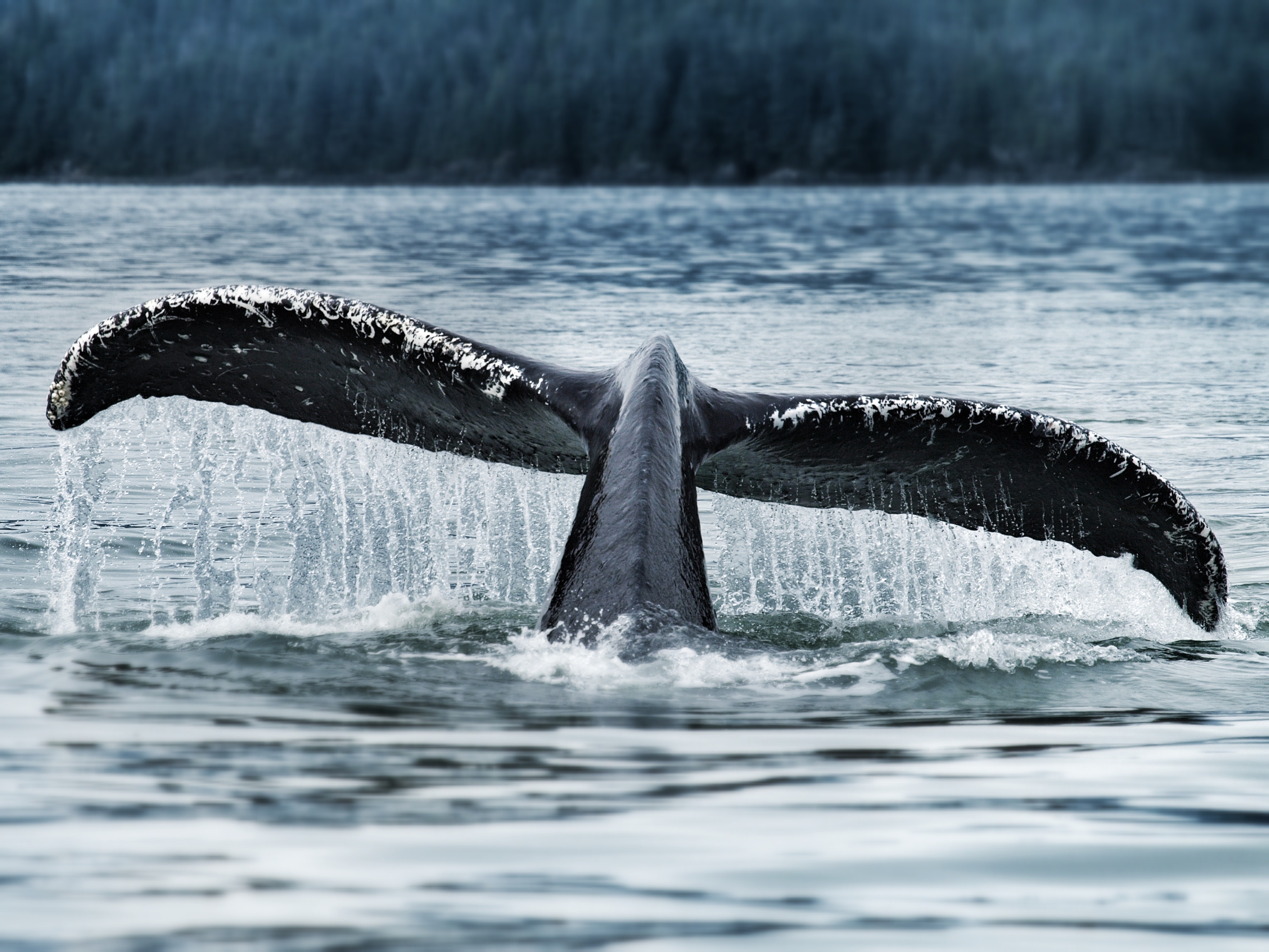 Humpback Whale Fluke